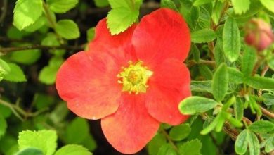 Photo of Potentilla fruticosa