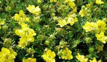 Photo of Potentilla