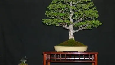 Photo of Preço de bonsai