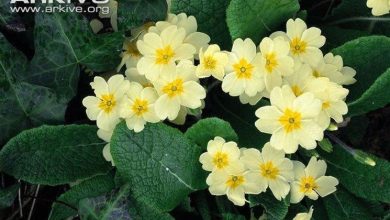 Photo of Primula veris