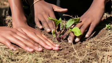 Photo of Permacultura: sustentabilidade como um estilo de vida