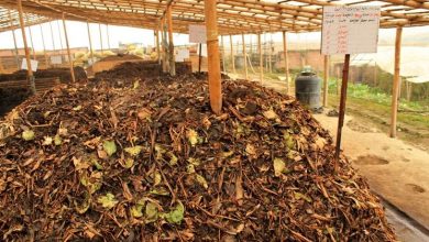 Photo of Produção de fertilizantes