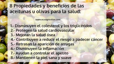 Photo of Azeitonas: como descobrir as propriedades e benefícios para dessas Saúde frutas