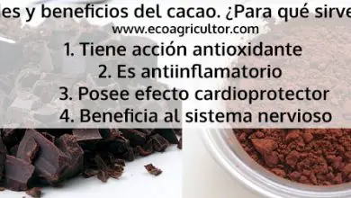 Photo of Cacau: Propriedades, benefícios e utilizações Deste alimentos