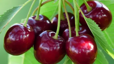 Photo of Cerejas, benefícios e propriedades nutricionais