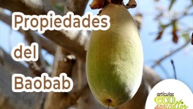 Photo of Baobab, como você descobrir propriedades e usa Medicinais Desta Árvore