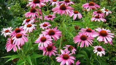 Photo of Echinacea, propriedades e planta medicinal Desta lucro líquido