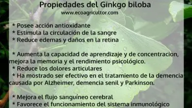 Photo of Ginkgo biloba, para servir? Mais de 30 propriedades e planta medicinal Desta lucro líquido