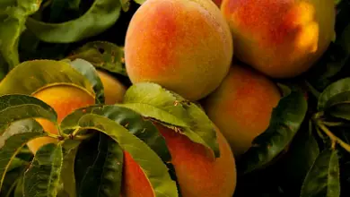 Photo of Pêssegos Pêssegos OU: 9 propriedades e benefícios da Primavera frutas Saúde Desta e verão fazer