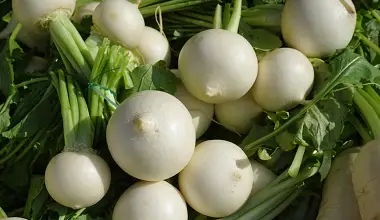 Photo of Nabo, benefícios e propriedades nutricionais