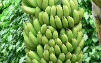 Photo of 7 Boas Razões para comer bananas