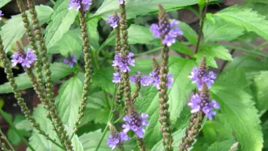 Photo of Verbena, propriedades Medicinais e lucro líquido planta Desta