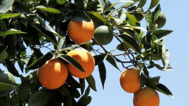 Photo of Propriedades do óleo essencial de laranja