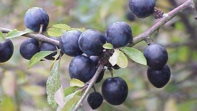 Photo of Blackthorn