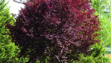 Photo of Prunus