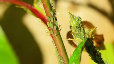 Photo of Vermes plantas verdes: Guia completo com fotos