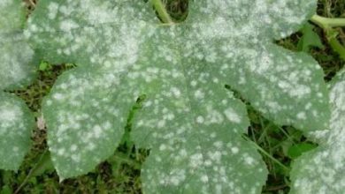 Photo of manchas brancas nas folhas das plantas: Como removê-los?