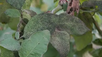 Photo of manchas pretas nas folhas da planta: Saiba o que é