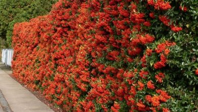 Photo of Pyracantha coccinea