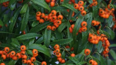 Photo of Pyracantha navaho