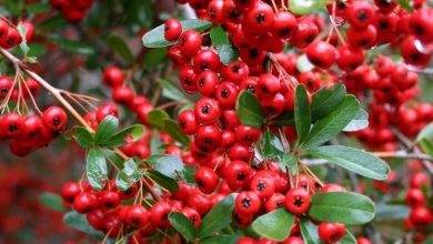 Photo of Pyracantha