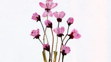Photo of Pinturas de flores secas