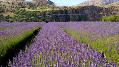 Photo of Quando plantar lavanda