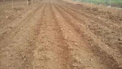 Photo of Quando plantar batatas
