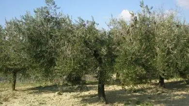 Photo of Quando podar a oliveira