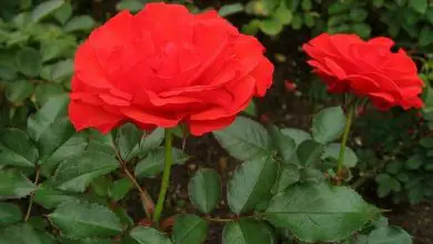 Photo of Quando podar rosas