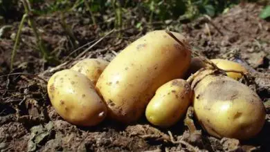 Photo of Quando semear batatas