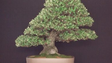 Photo of Carvalho bonsai