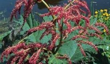 Photo of Ruibarbo chinês – Rheum palmatum