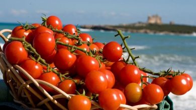 Photo of Colhendo tomates