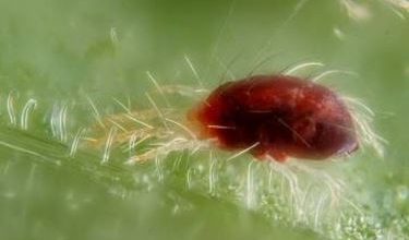 Photo of Luta do ácaro vermelho