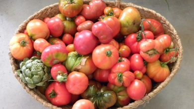 Photo of Rajado de tomate: Por que os tomates são divisão?