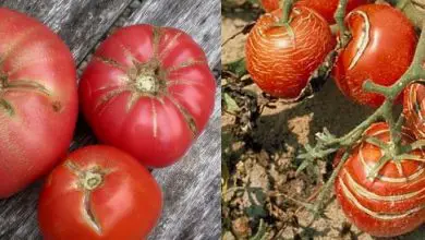 Photo of Orgânica Horta: Por que você racham OU racham tomates? Causas e Soluções