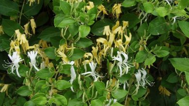 Photo of Alpinistas perenes