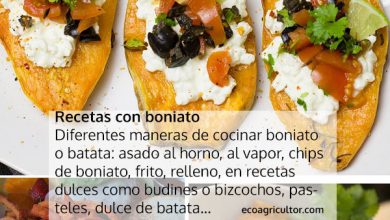 Photo of Batata-doze, doze batata-batata-doze OU: propriedades e tubérculos Deste lucro líquido