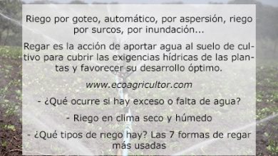 Photo of Irrigação: Excesso e falta de água, das necessidade plantas aquáticas, clima seco e umido e 7 forma de Irrigação