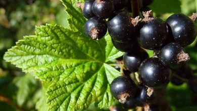 Photo of Groselha preta – Ribes nigrum