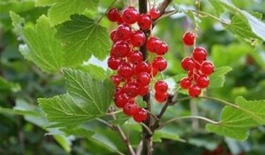 Photo of Groselha – Ribes rubrum