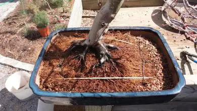 Photo of Repot bonsai