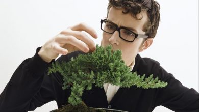 Photo of Bonsai repotting