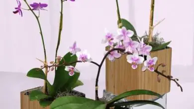 Photo of Repotting orquídeas