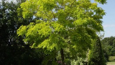 Photo of Robinia pseudoacacia