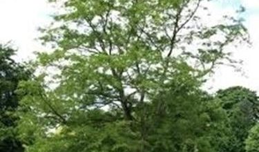 Photo of Robinia