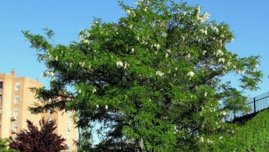 Photo of Robinia