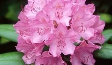 Photo of Rododendro poda