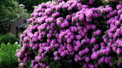 Photo of Rododendro